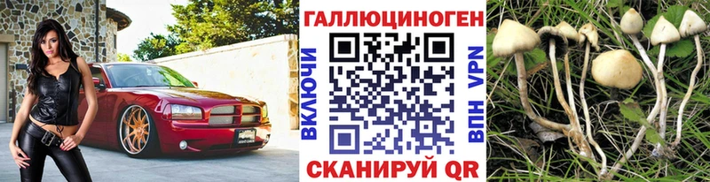 закладки  Бобров  Псилоцибиновые грибы MAGIC MUSHROOMS 